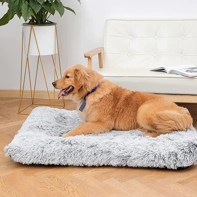 Cosy Pet Dog Chiropractic Bed