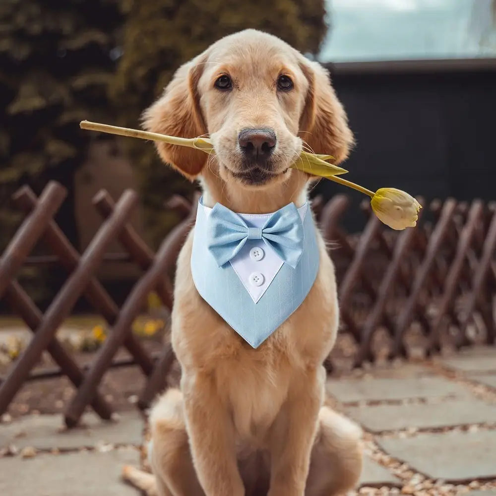 Pet Dog Tuxedo Wedding Suit Bow Tie