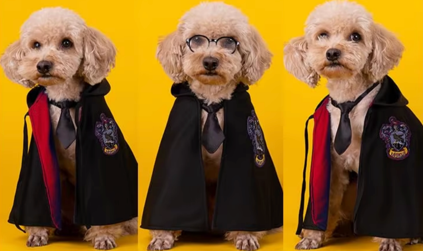 Halloween Harry Potter Wizard Pet Costume Cape with Glasses