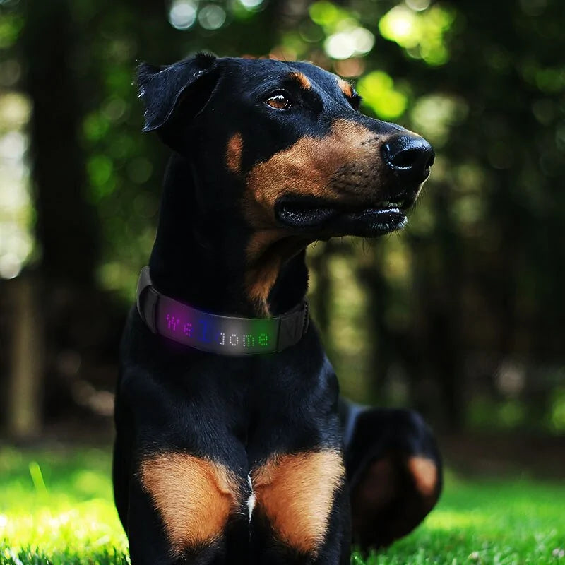 Smart Glow Pet Collar